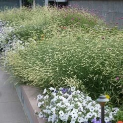 Blonde Ambition Blue Grama Grass -High Country Gardens Sales bouteloua blonde ambition 1