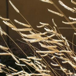 Blonde Ambition Blue Grama Grass -High Country Gardens Sales bouteloua gracilis b ambition close up seed heads winter