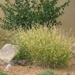 Blonde Ambition Blue Grama Grass -High Country Gardens Sales bouteloua blonde ambition in landscape 1