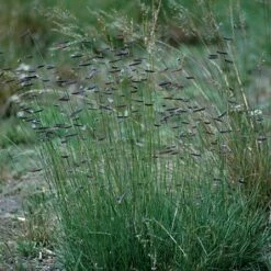 Hachita Blue Grama Grass Plugs -High Country Gardens Sales bouteloua gracilis hachita3 1