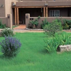 High Country Gardens Sales 40 Hachita Blue Grama Grass Plugs