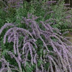 Silver Spring Blooming Butterfly Bush (Buddleia) 8 Silver Spring Blooming Butterfly Bush (Buddleia) -High Country Gardens Sales buddleia alternafolia argentea