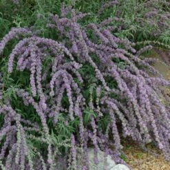 Silver Spring Blooming Butterfly Bush (Buddleia) 7 Silver Spring Blooming Butterfly Bush (Buddleia) -High Country Gardens Sales buddleia alternafolia argentea cascading branches