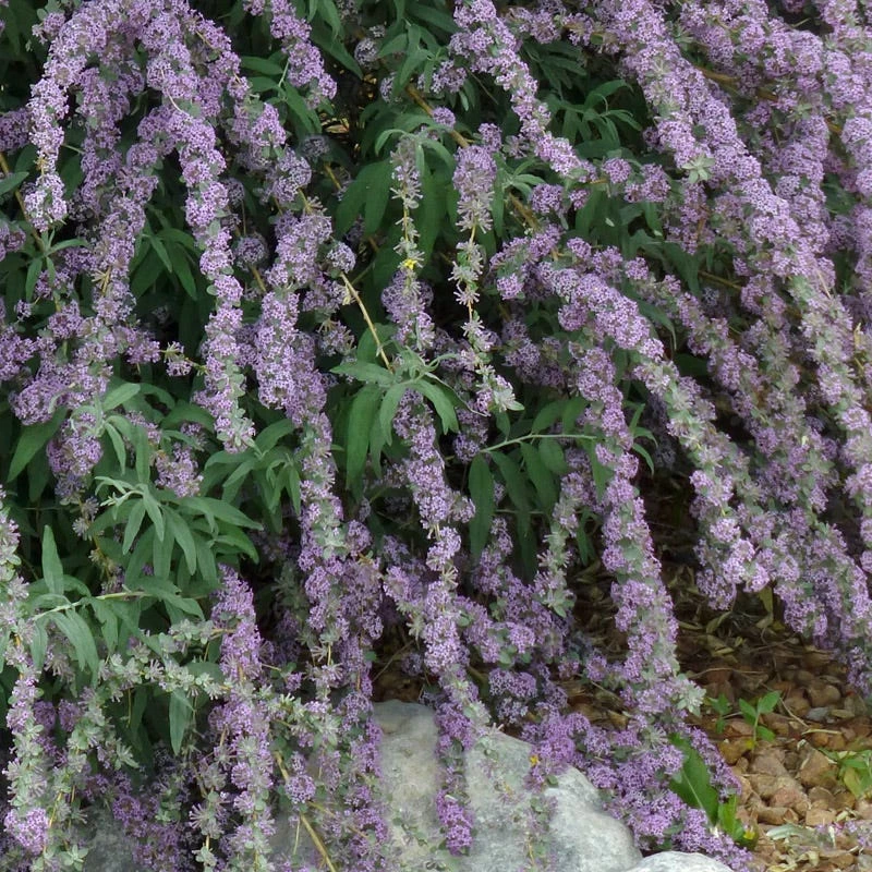 Silver Spring Blooming Butterfly Bush (Buddleia) 3 Silver Spring Blooming Butterfly Bush (Buddleia)