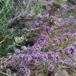Silver Spring Blooming Butterfly Bush (Buddleia) 9 Silver Spring Blooming Butterfly Bush (Buddleia) -High Country Gardens Sales buddleia alternifolia argentea