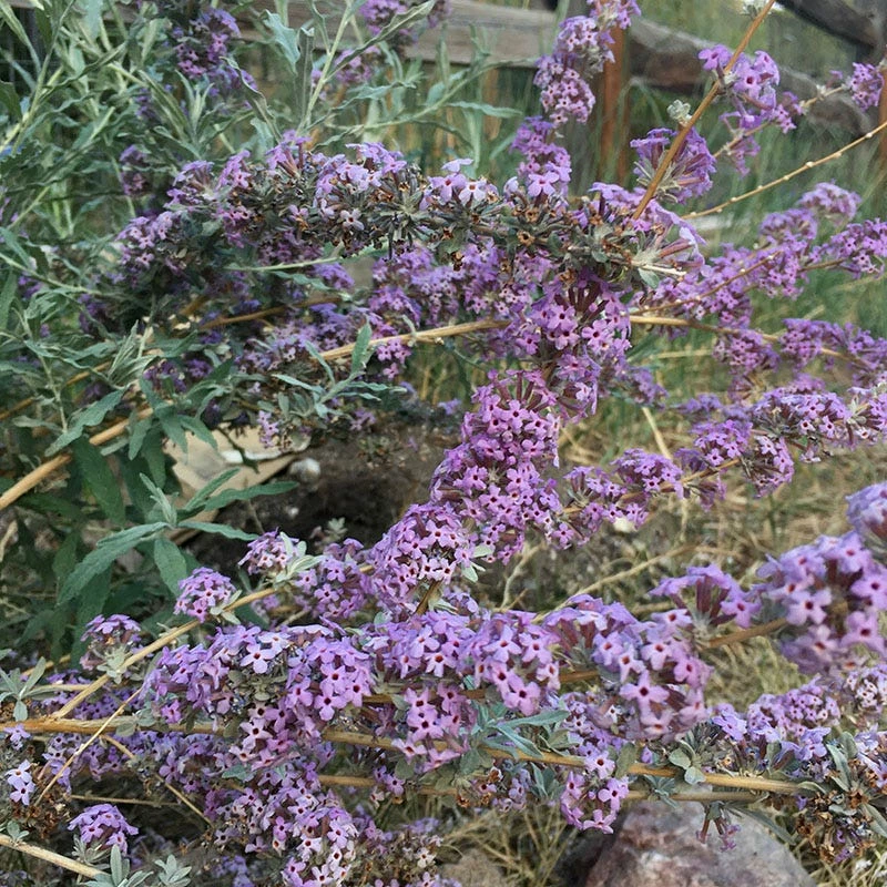 Silver Spring Blooming Butterfly Bush (Buddleia) 6 Silver Spring Blooming Butterfly Bush (Buddleia) - Image 4