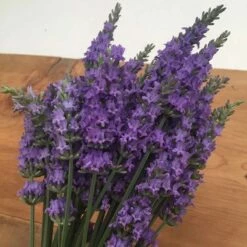 Sensational!™ Lavender -High Country Gardens Sales bundle of lavender flowers flowrs