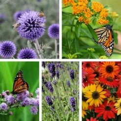 Butterfly & Bee-Friendly Collection For The West -High Country Gardens Sales butterfly bee friendly collection 10 19 23
