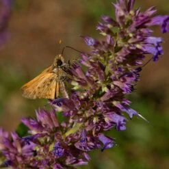 Blue Blazes Agastache -High Country Gardens Sales butterfly on blue blazes hyssop