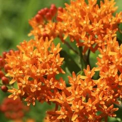 Butterfly Weed -High Country Gardens Sales butterfly weed 2
