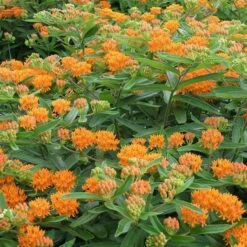 Butterfly Weed -High Country Gardens Sales butterfly weed 4