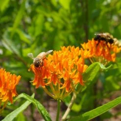 Butterfly Weed (Clay Form) -High Country Gardens Sales butterfly weed asclepias tuberosa garden