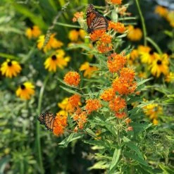 High Country Gardens Sales -High Country Gardens Sales butterfly weed black eyed susan butterflies