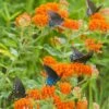 Butterfly Weed -High Country Gardens Sales butterfly weed butterflies 1