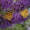 Buzz® Midnight Butterfly Bush (Buddleia) 2 Buzz® Midnight Butterfly Bush (Buddleia) -High Country Gardens Sales buzz midnight butterfly bush buddleia purple