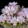 Miniature Chin Cactus (Gymnocalycium) -High Country Gardens Sales cactus gymnocalycium bruchii cropped 1
