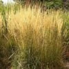 Karl Foerster Feather Reed Grass -High Country Gardens Sales calamagrostis acutiflora karl foerster grass 3