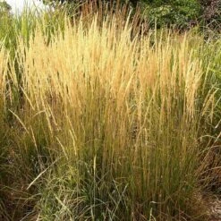 August Afternoons Pre-Planned Garden -High Country Gardens Sales calamagrostis acutiflora karl foerster grass 3 1