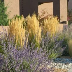 Karl Foerster Feather Reed Grass -High Country Gardens Sales calamagrostis karl foerster w russian sage 3
