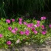 My Soil Is Like A Brick Collection 1 My Soil Is Like A Brick Collection -High Country Gardens Sales callirhoe involucrata