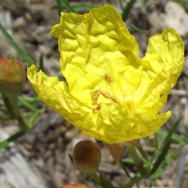 Sundrops (Calylophus) 4 Sundrops (Calylophus) - Image 2