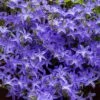 Blue Waterfall Bellflower (Campanula) -High Country Gardens Sales campanula blue waterfall 1