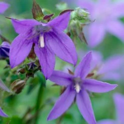 Blue Waterfall Bellflower (Campanula) -High Country Gardens Sales campanula blue waterfall 2