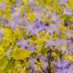 Dickson's Gold Bellflower (Campanula) -High Country Gardens Sales campanula dicksons gold 2