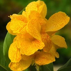 CannaSol™ Happy Emily® Canna Lily -High Country Gardens Sales canna cannasol series canna lily yellow happy emily cropped