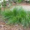 Appalachian Sedge -High Country Gardens Sales carex appalachica hoffman cropped 2 2