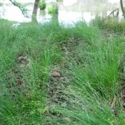 Appalachian Sedge 7 Appalachian Sedge -High Country Gardens Sales carex appalachica hoffman cropped 3 1