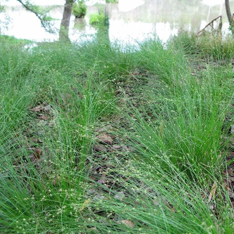 Appalachian Sedge 5 Appalachian Sedge - Image 3