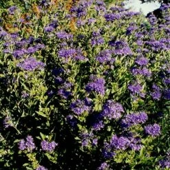 First Choice Caryopteris 9 First Choice Caryopteris -High Country Gardens Sales caryopteris clan first choice