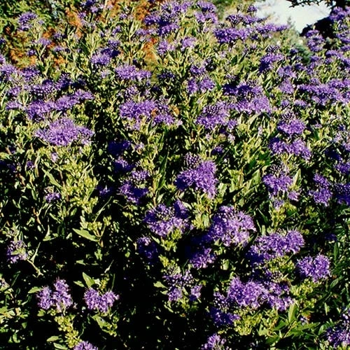 First Choice Caryopteris 6 First Choice Caryopteris - Image 4