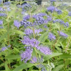 Butterfly Paradise Pre-Planned Cottage Garden -High Country Gardens Sales caryopteris dark knight blue blooms shrub
