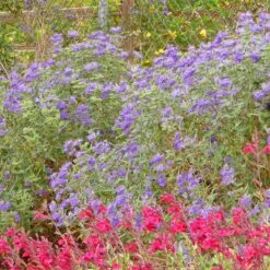 Dark Knight Caryopteris 7 Dark Knight Caryopteris -High Country Gardens Sales caryopteris dark knight bush