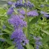 Dark Knight Caryopteris -High Country Gardens Sales caryopteris dark knight 2