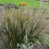 Caspian Feather Reed Grass 1 Caspian Feather Reed Grass -High Country Gardens Sales caspian feather reed grass