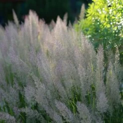 Caspian Feather Reed Grass -High Country Gardens Sales caspian feather reed grass 2