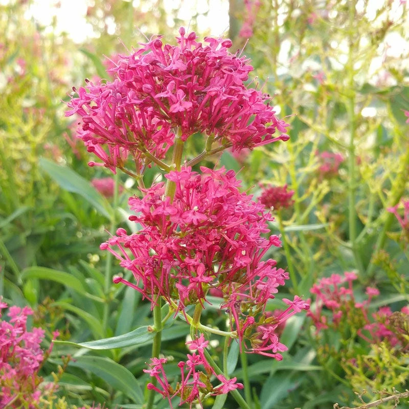 Pink Valerian (Centranthus) 3 Pink Valerian (Centranthus)