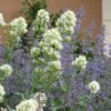 White Valerian (Centranthus) -High Country Gardens Sales centranthus ruber albus and nepeta