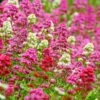 Rosy Trio Valerian Collection (Centranthus) 2 Rosy Trio Valerian Collection (Centranthus) -High Country Gardens Sales centranthus ruber jupiters beard cropped