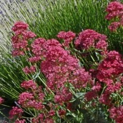 Pink Valerian (Centranthus) 5 Pink Valerian (Centranthus) -High Country Gardens Sales centranthus ruber roseus jupiters beard