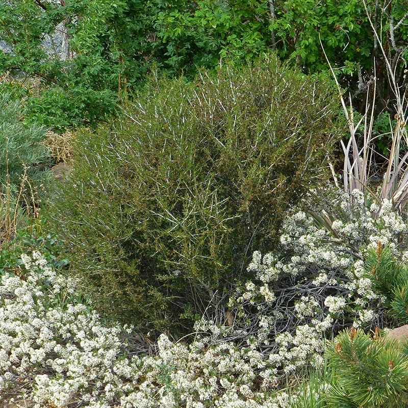 Littleleaf Mountain Mahogany (Cercocarpus) 4 Littleleaf Mountain Mahogany (Cercocarpus) - Image 2