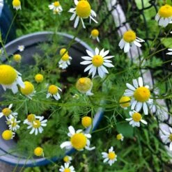 Alternative Lawn Wildflower Seed Mix -High Country Gardens Sales chamomile potted