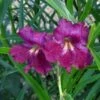 Lucretia Hamilton Desert Willow -High Country Gardens Sales chilopsis lucrietia hamilton close up