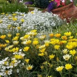Colorado Gold® Gazania -High Country Gardens Sales colorado gold gazania gold treassure companion