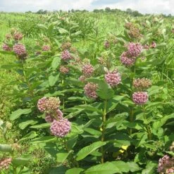 Common Milkweed -High Country Gardens Sales common milkweed seeds blooms meadow