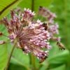 Common Milkweed 1 Common Milkweed -High Country Gardens Sales common milkweed seeds pollinators