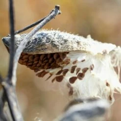 Common Milkweed -High Country Gardens Sales common milkweed seeds seed pod